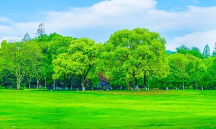 Studi Menatap Pemandangan Hijau 40 Detik Bisa Atasi Otak Lelah