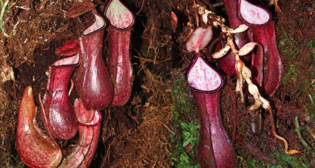 Spesies Nepenthes Endemik Kalimantan Berhasil Diinventarisasi
