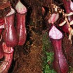 Spesies Nepenthes Endemik Kalimantan Berhasil Diinventarisasi