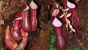 Spesies Nepenthes Endemik Kalimantan Berhasil Diinventarisasi