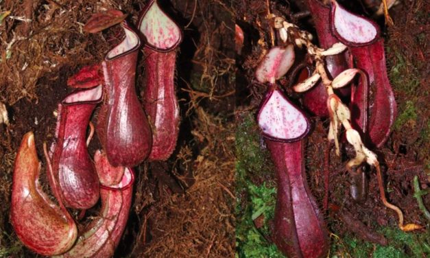 Spesies Nepenthes Endemik Kalimantan Berhasil Diinventarisasi