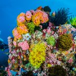 UNEP Resmikan Kawasan Perlindungan Terumbu Karang Pasifik