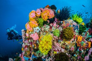 UNEP Resmikan Kawasan Perlindungan Terumbu Karang Pasifik