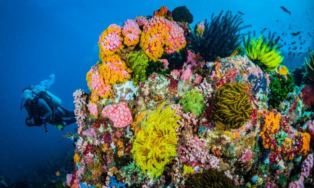 UNEP Resmikan Kawasan Perlindungan Terumbu Karang Pasifik